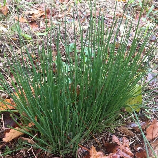 Juncus effusus Leaf