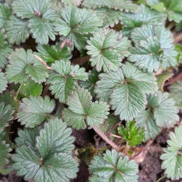 Potentilla indica 葉