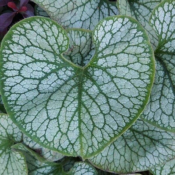 Brunnera macrophylla Folha