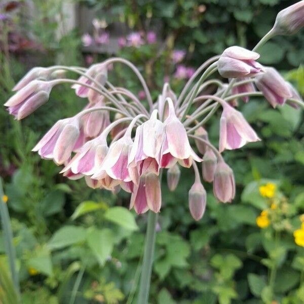 Allium siculum Fleur