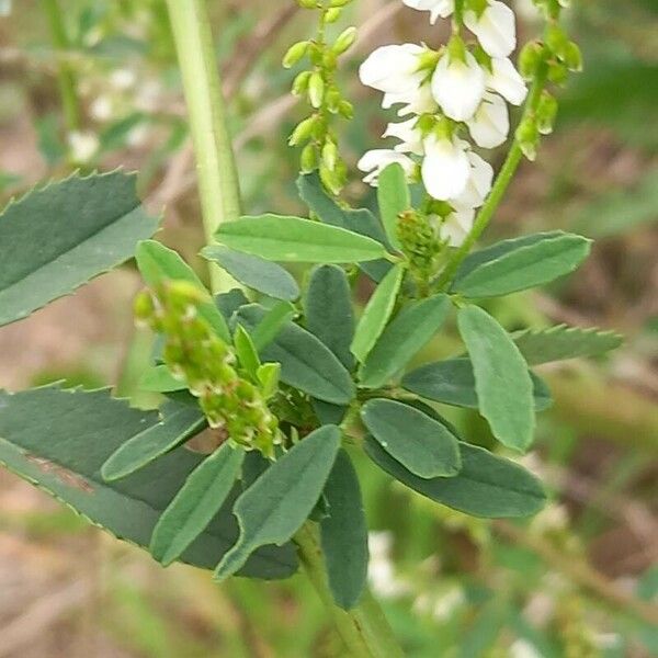 Melilotus albus Levél