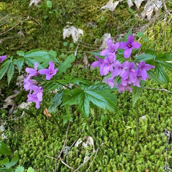 Cardamine pentaphyllos Habitus