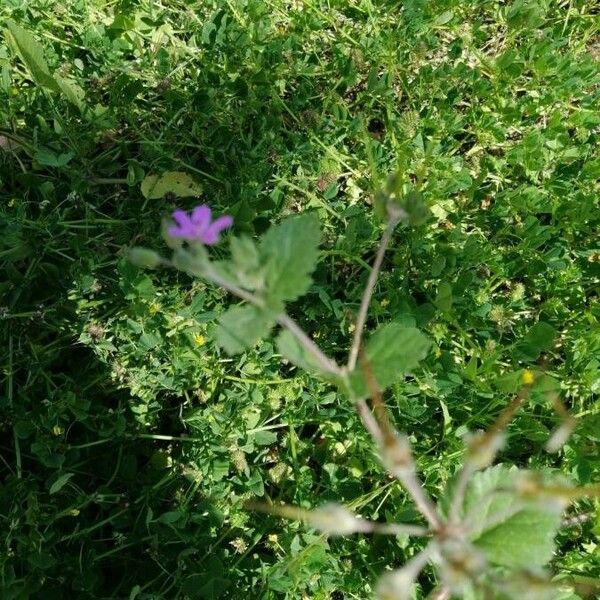 Erodium aethiopicum फूल