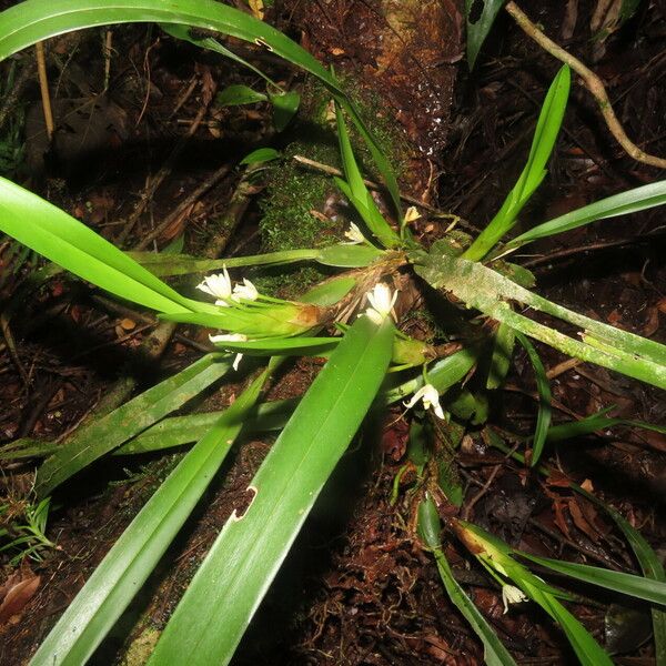 Maxillaria alba Blad