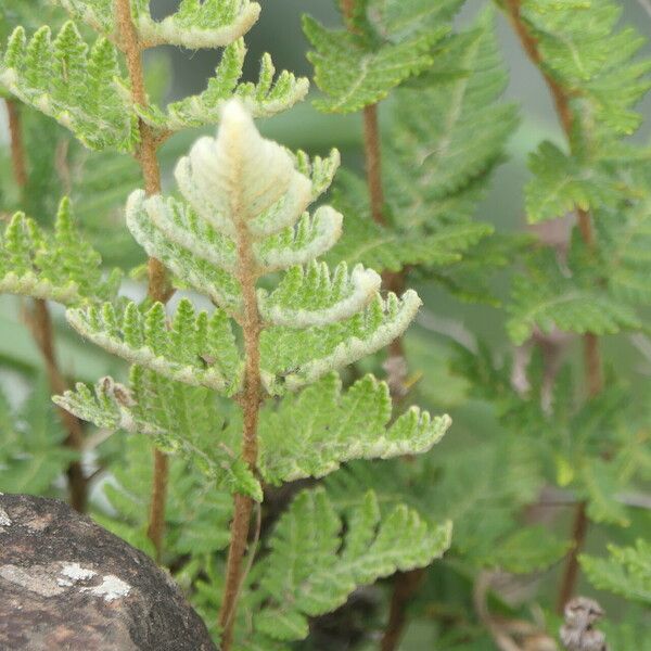 Hemionitis eckloniana Leaf