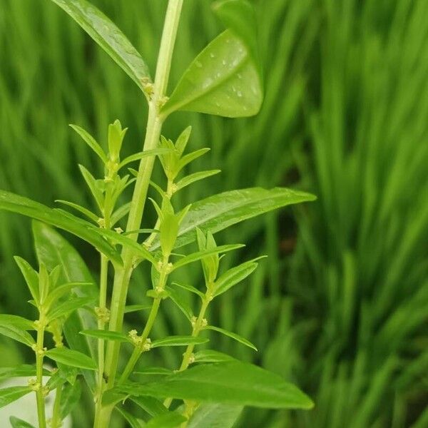 Aloysia polystachya Kwiat