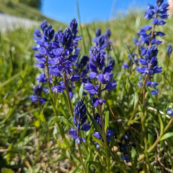 Polygala amara 花