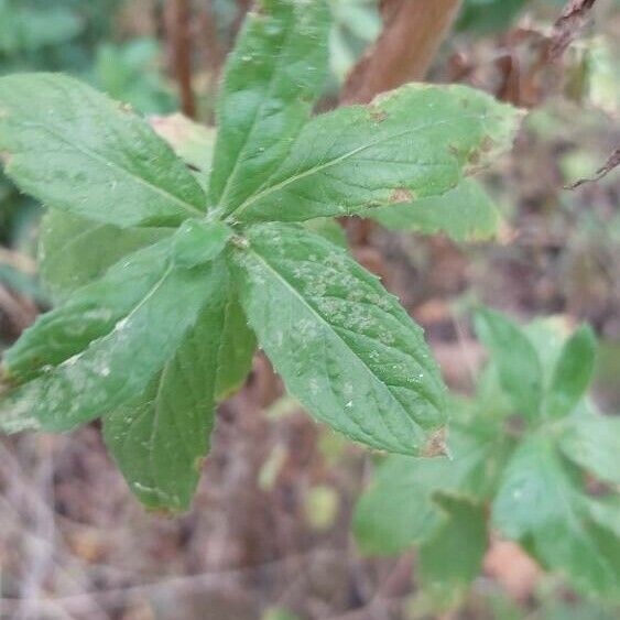 Epilobium obscurum Leaf