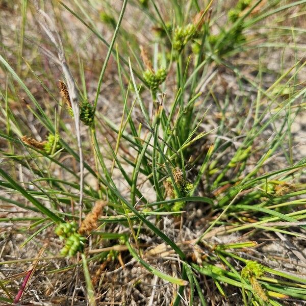 Carex extensa Blad