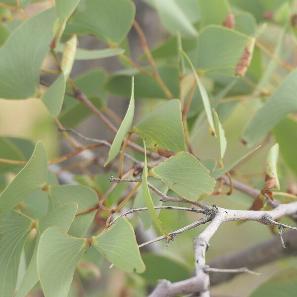 Colophospermum mopane برگ