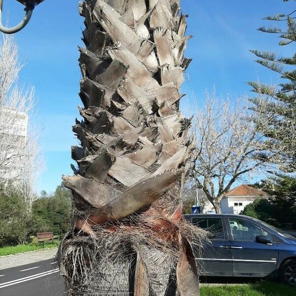 Washingtonia robusta Kora