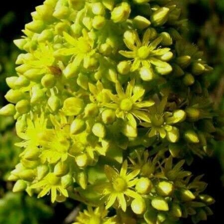 Aeonium arboreum Λουλούδι