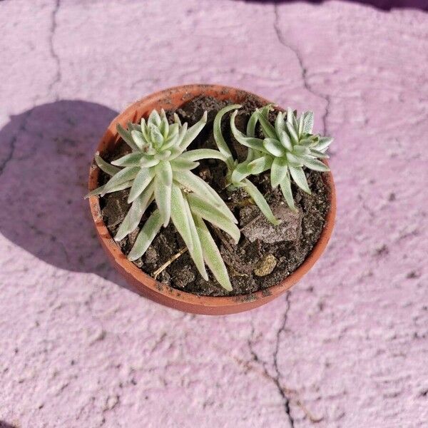 Sedum lineare Leaf