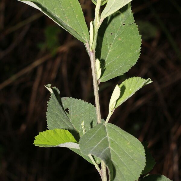 Sida rhombifolia Blatt