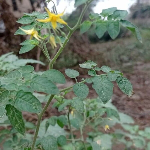 Solanum pimpinellifolium Other