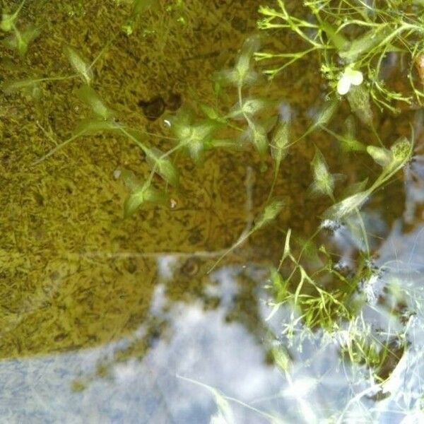 Lemna trisulca Leaf