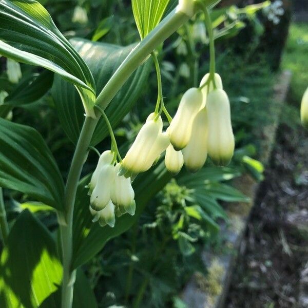 Polygonatum multiflorum ᱵᱟᱦᱟ