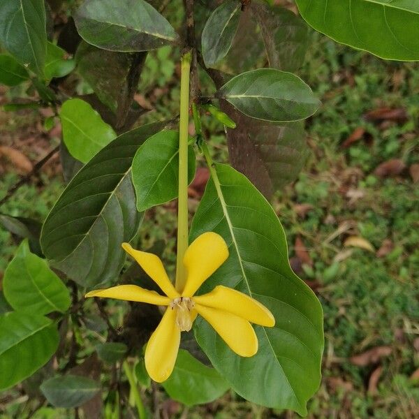 Gardenia tubifera Цветок