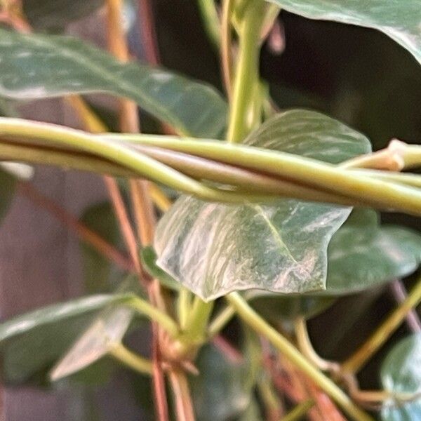 Mandevilla sanderi Bark