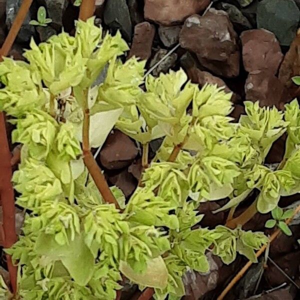 Euphorbia falcata Schors