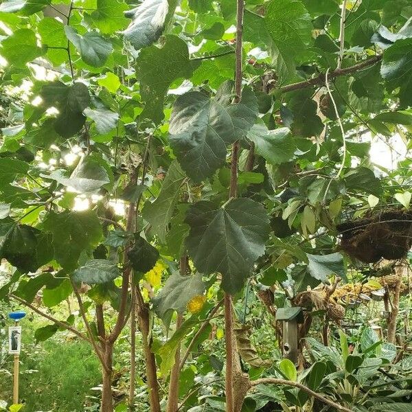 Tilia americana ശീലം