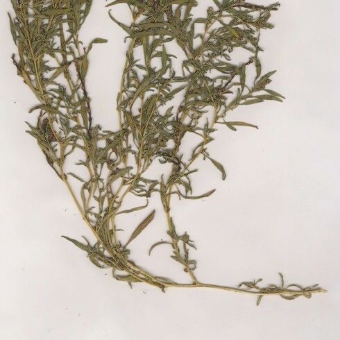 Amaranthus muricatus Hàbitat