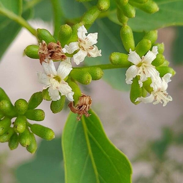 Cordia dichotoma Květ