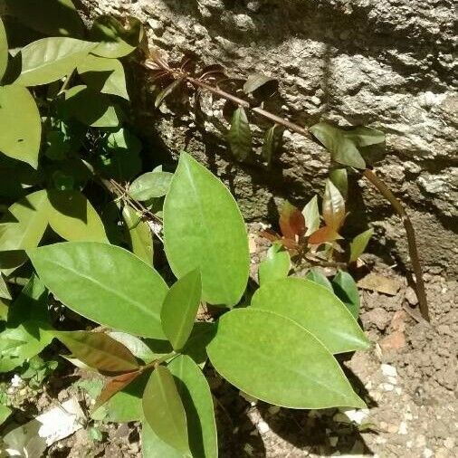 Pereskia aculeata 葉