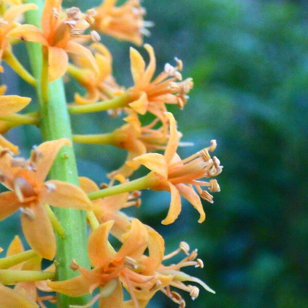 Adenanthera pavonina Flor