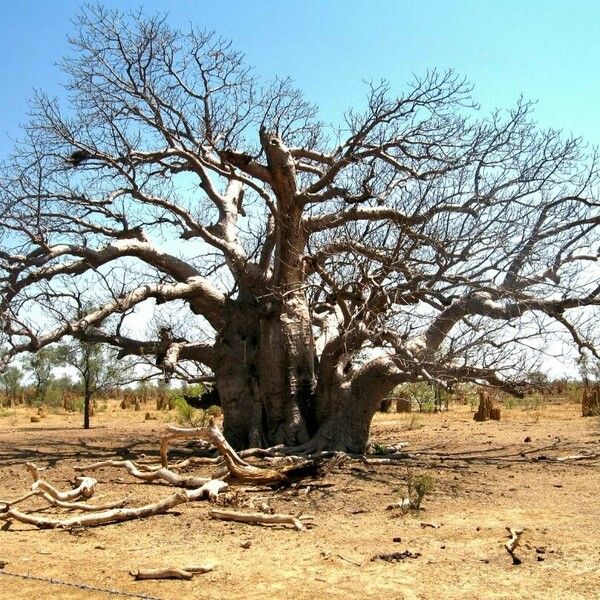 Adansonia digitata Kora