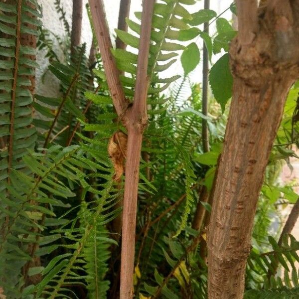 Polypodium virginianum Lapas