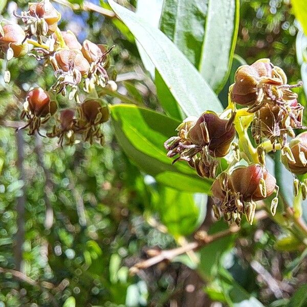 Coriaria myrtifolia Květ