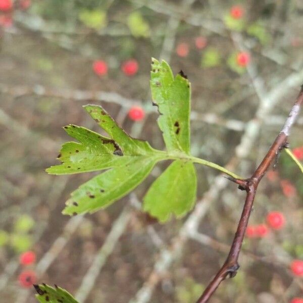 Crataegus azarolus Lapas