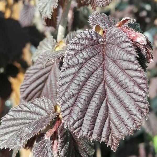 Corylus maxima Foglia