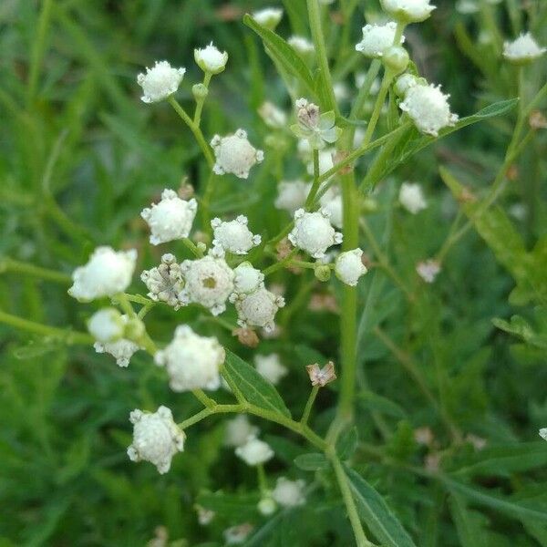 Parthenium hysterophorus फूल