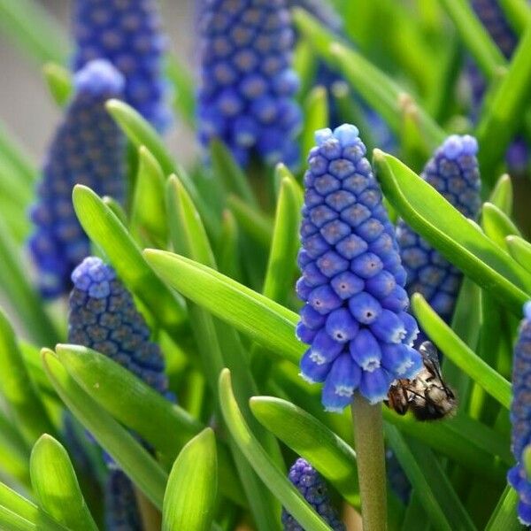 Muscari armeniacum Blad