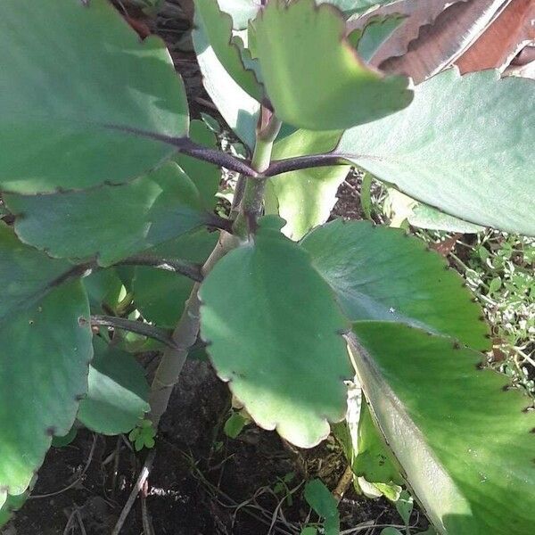 Bryophyllum pinnatum Leaf