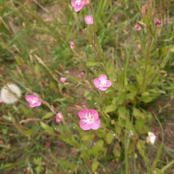 Oenothera rosea Yeri