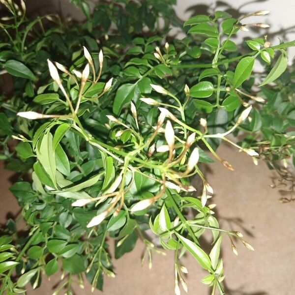 Jasminum officinale ফুল