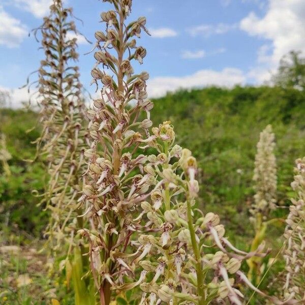 Himantoglossum hircinum Blomma