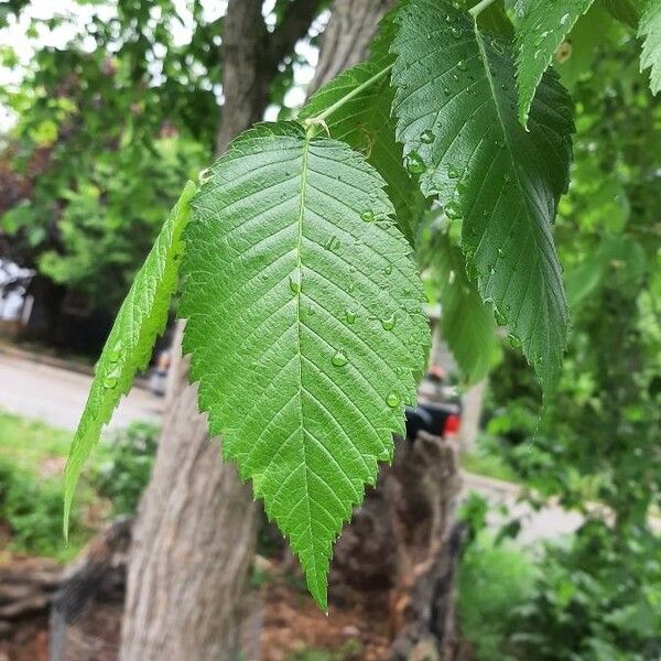 Ulmus americana 葉