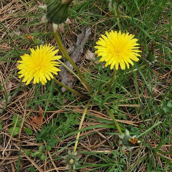 Taraxacum palustre 形态