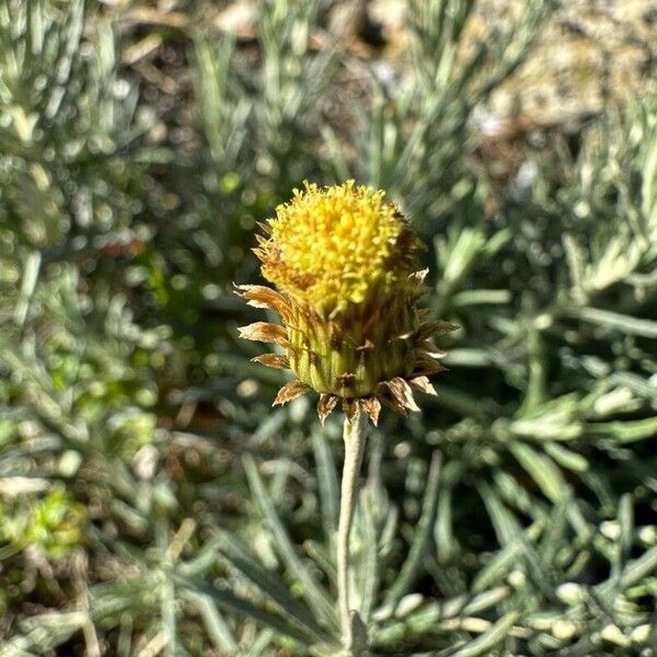 Phagnalon saxatile Flower