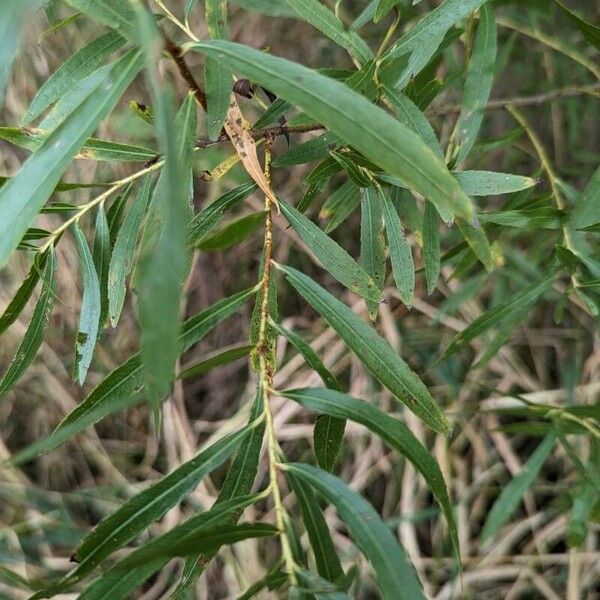 Salix exigua Φύλλο