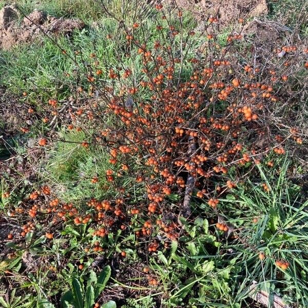 Solanum villosum Elinympäristö