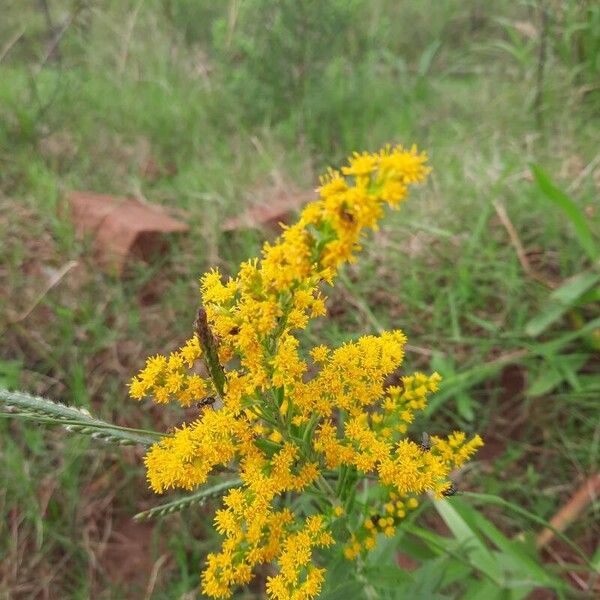 Solidago chilensis ফুল