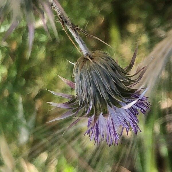 Carduus tenuiflorus Flor