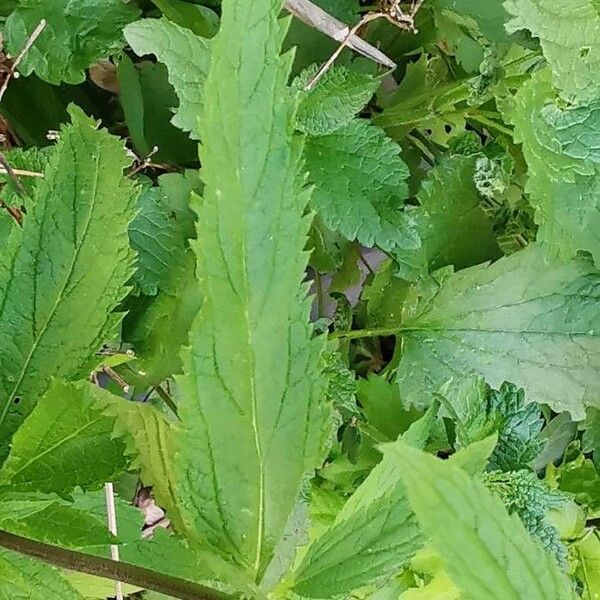 Verbena hastata Leaf