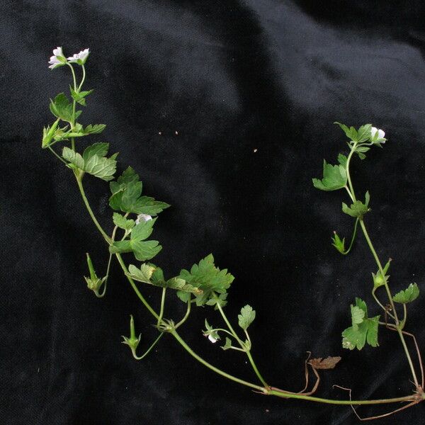 Geranium nepalense Habit