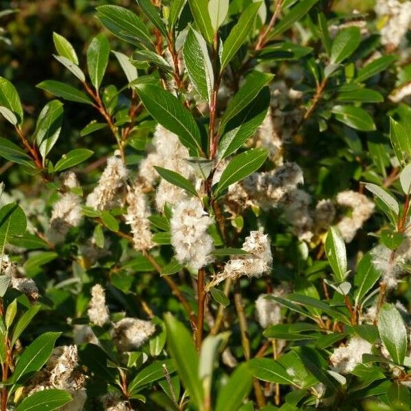 Salix arctica Blatt